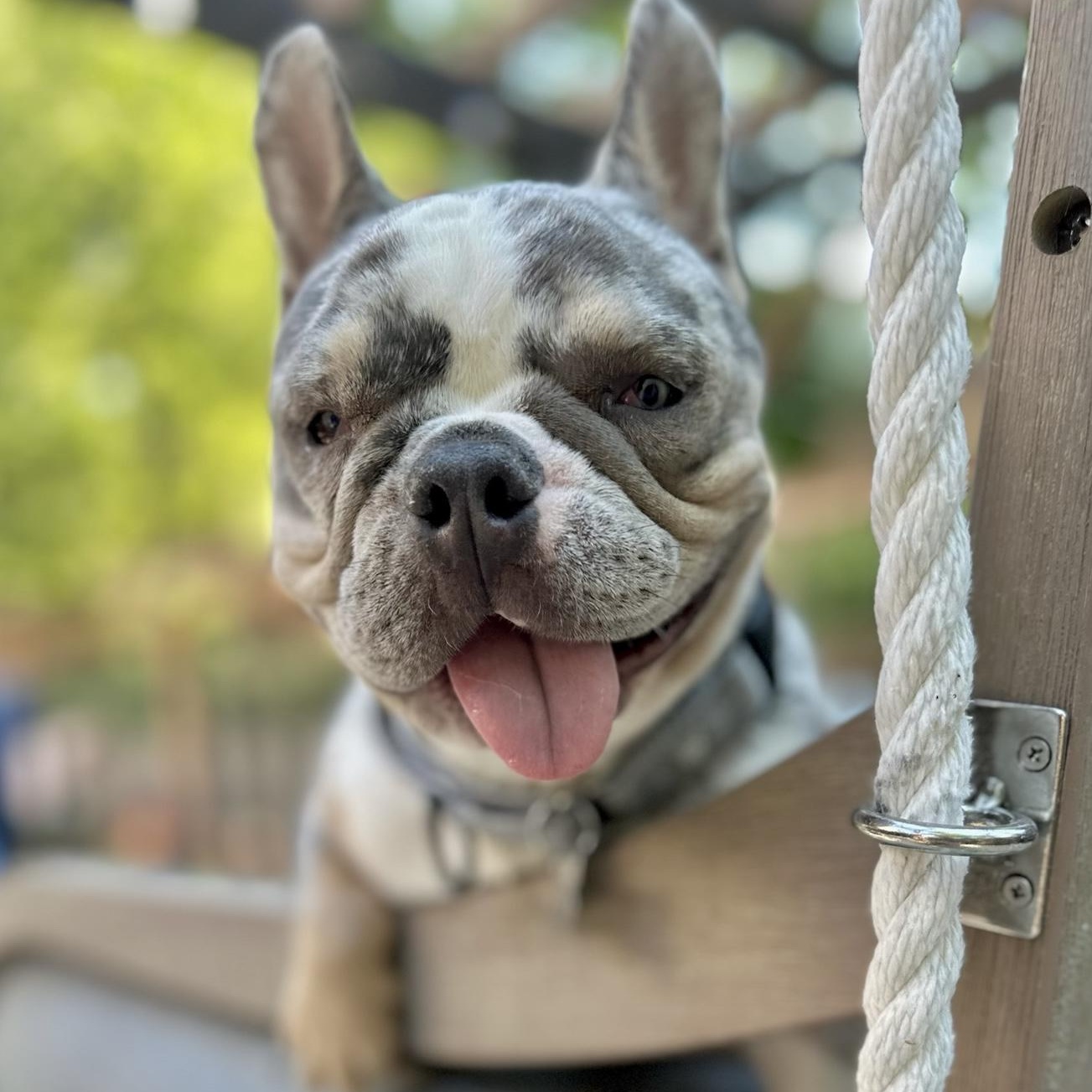 Zinnie, a Adoptable French Bulldog in Citrus Heights, CA image 1/6