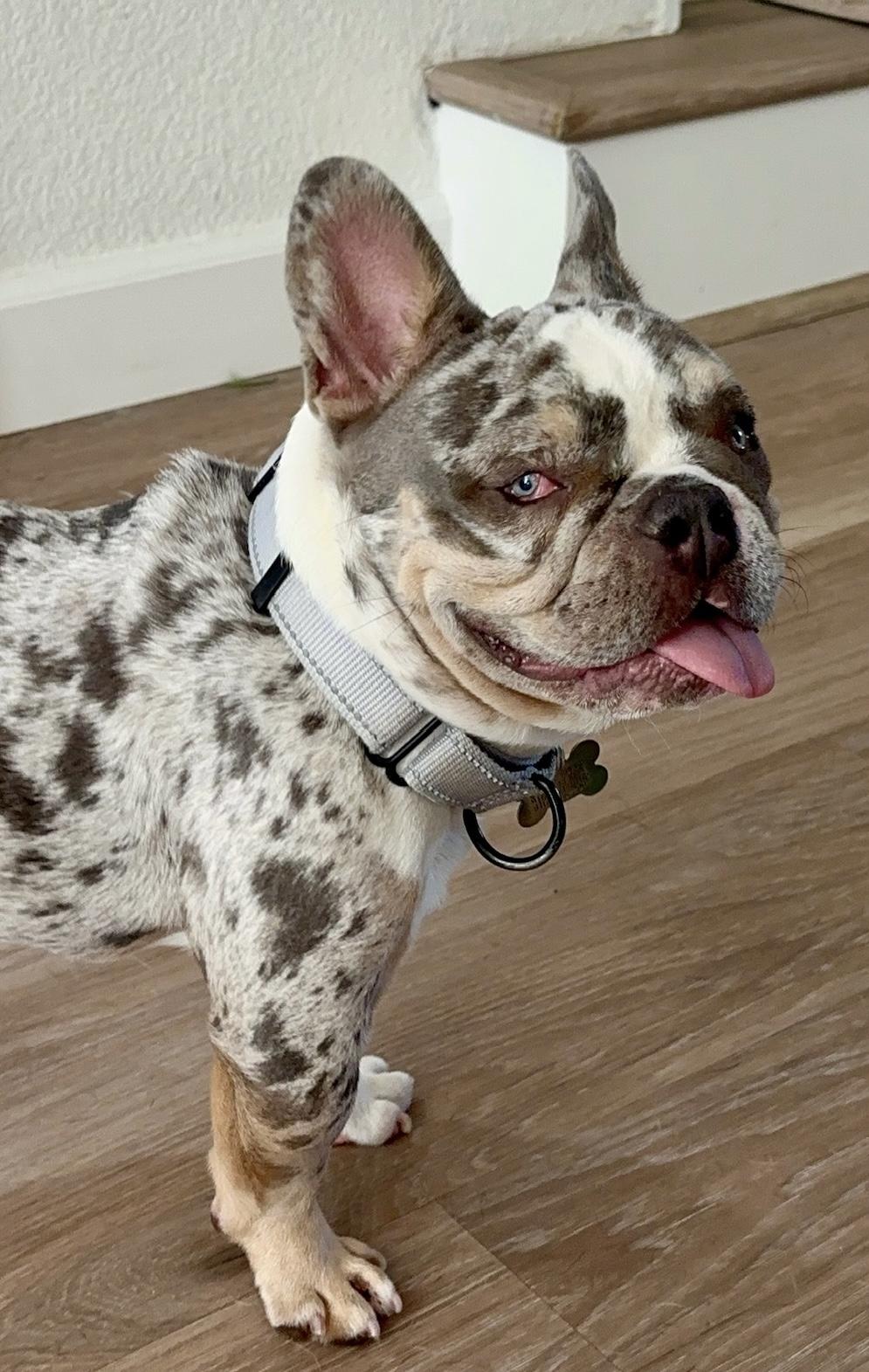 Zinnie, a Adoptable French Bulldog in Citrus Heights, CA image 2/6