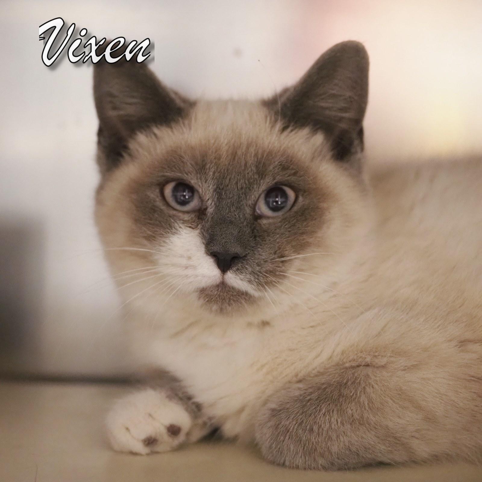 Vixen, adopted, Young Female Siamese & Domestic Short Hair.