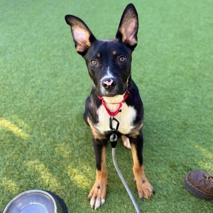 Enlarge Edelweiss, a Adoptable mixed breed in San Francisco, CA image 1/3