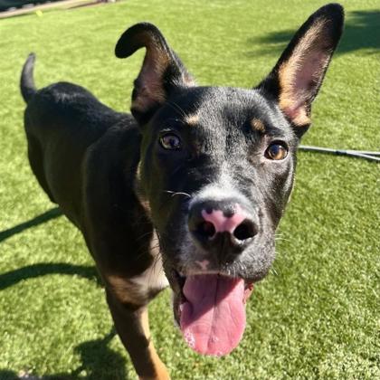 Enlarge Edelweiss, a Adoptable mixed breed in San Francisco, CA image 2/3