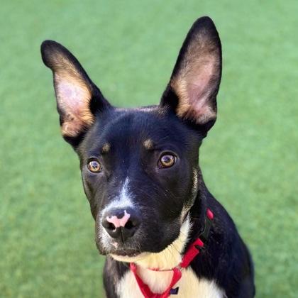 Enlarge Edelweiss, a Adoptable mixed breed in San Francisco, CA image 3/3