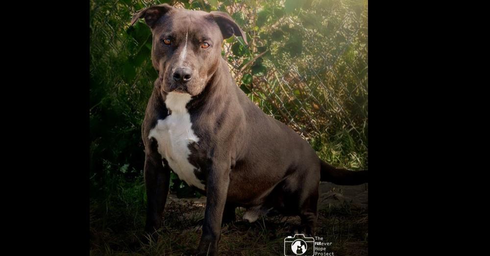 Enlarge Beau, a Adoptable mixed breed in Crescent City, FL image 1/6