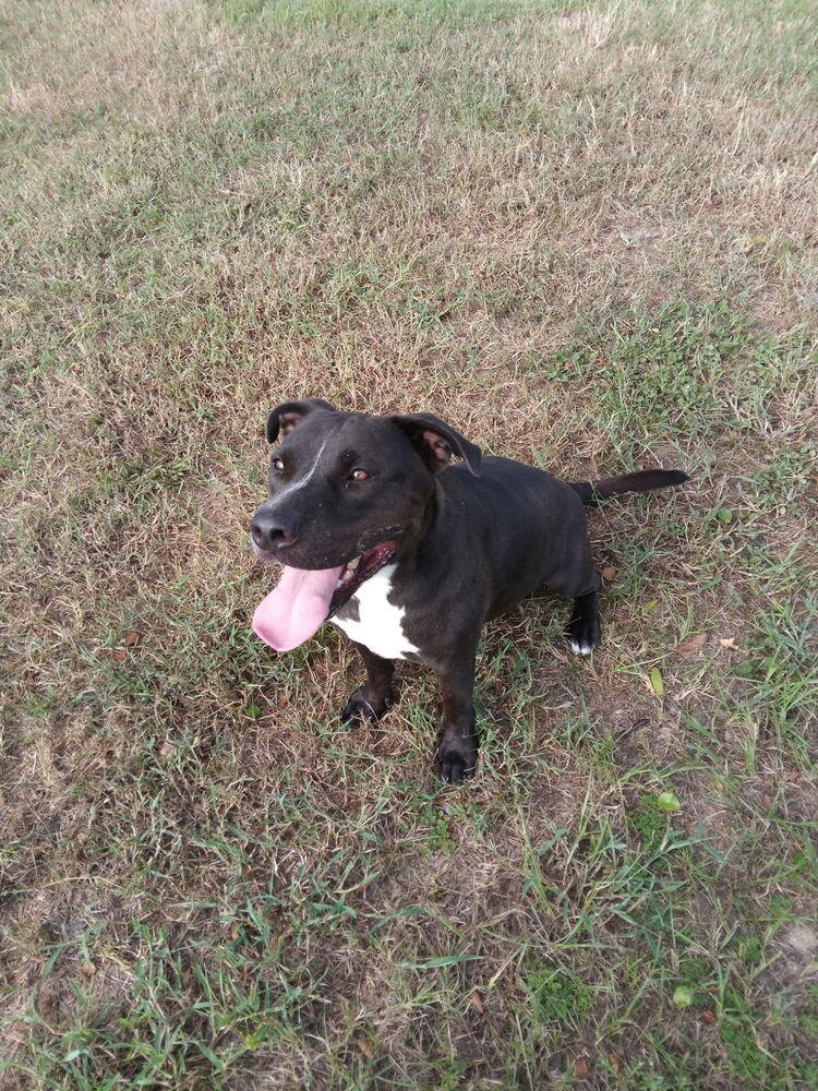 Enlarge Beau, a Adoptable mixed breed in Crescent City, FL image 2/6