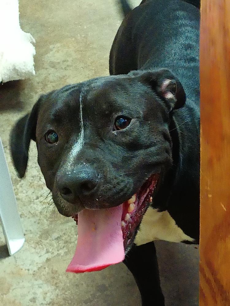 Enlarge Beau, a Adoptable mixed breed in Crescent City, FL image 3/6