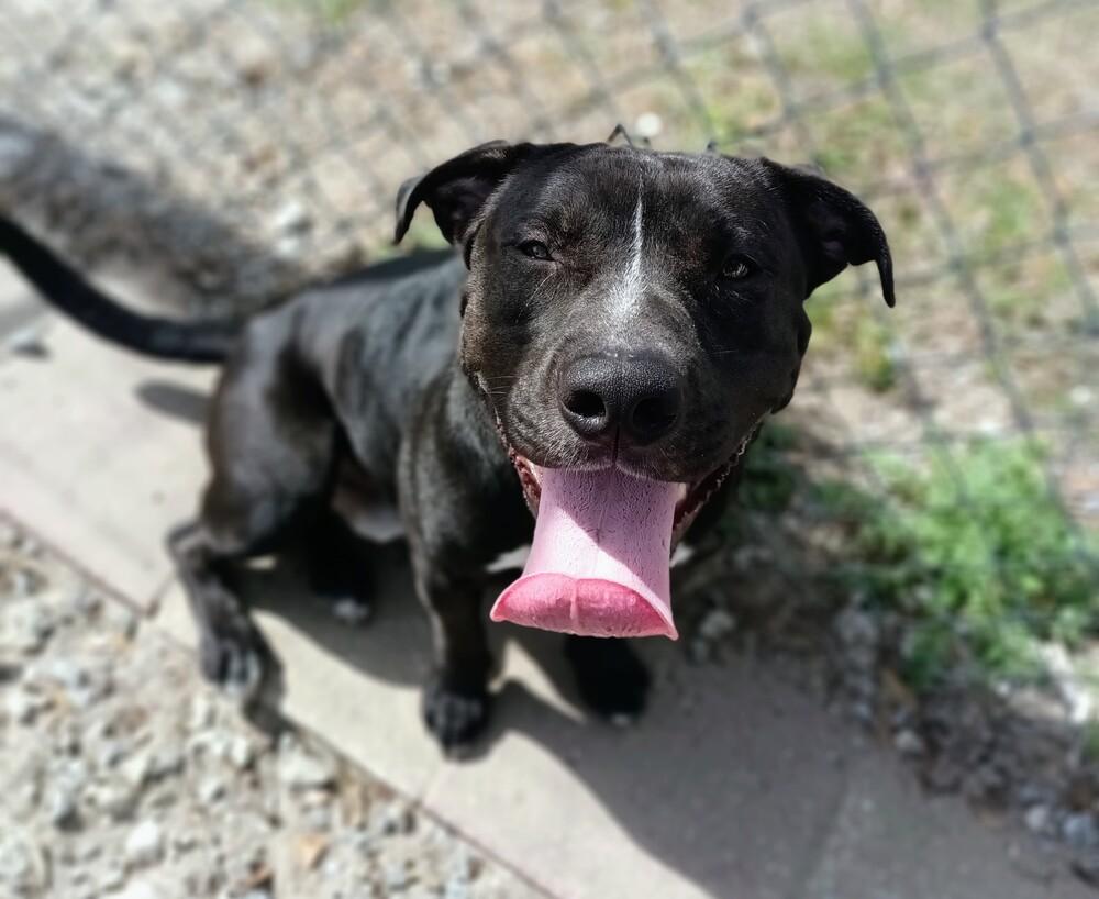 Enlarge Beau, a Adoptable mixed breed in Crescent City, FL image 4/6