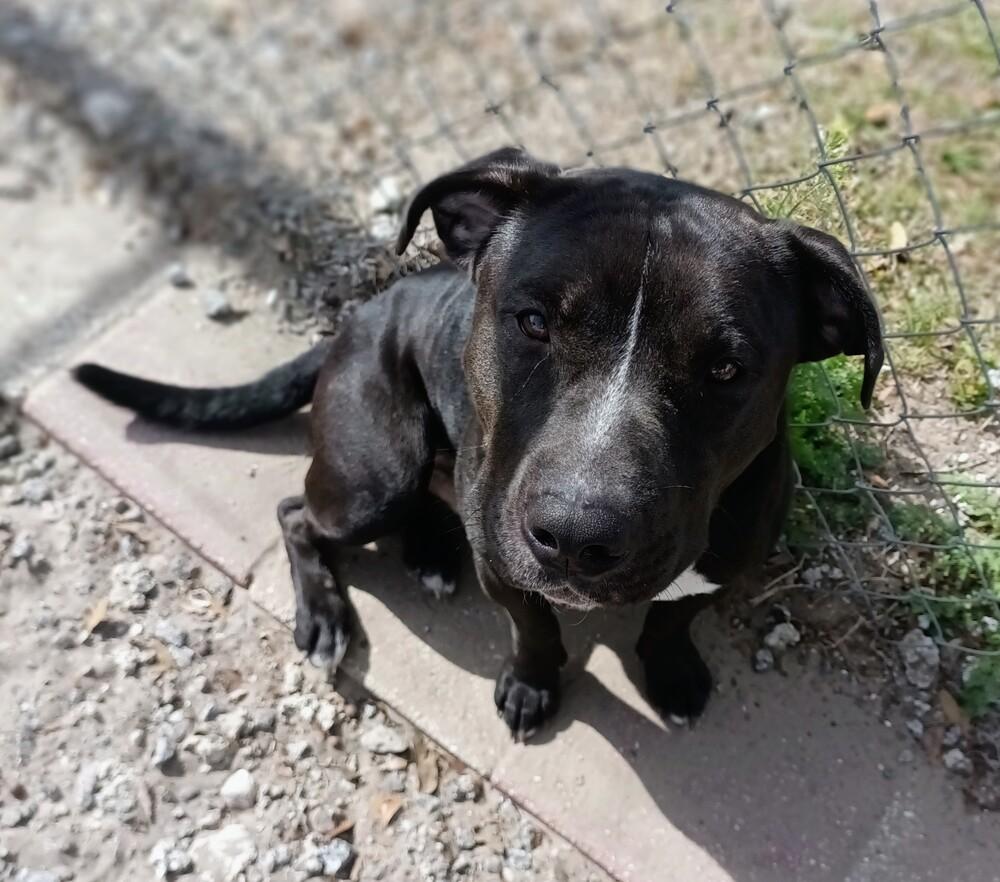 Enlarge Beau, a Adoptable mixed breed in Crescent City, FL image 5/6