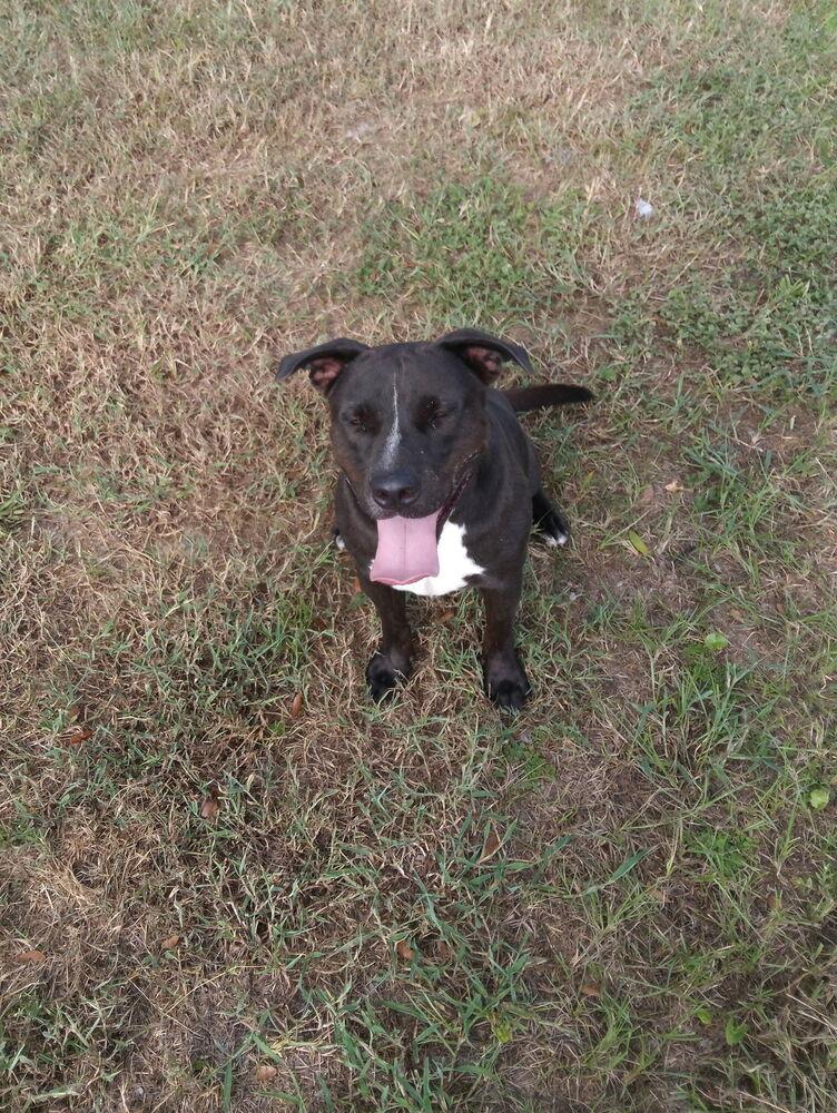 Enlarge Beau, a Adoptable mixed breed in Crescent City, FL image 6/6