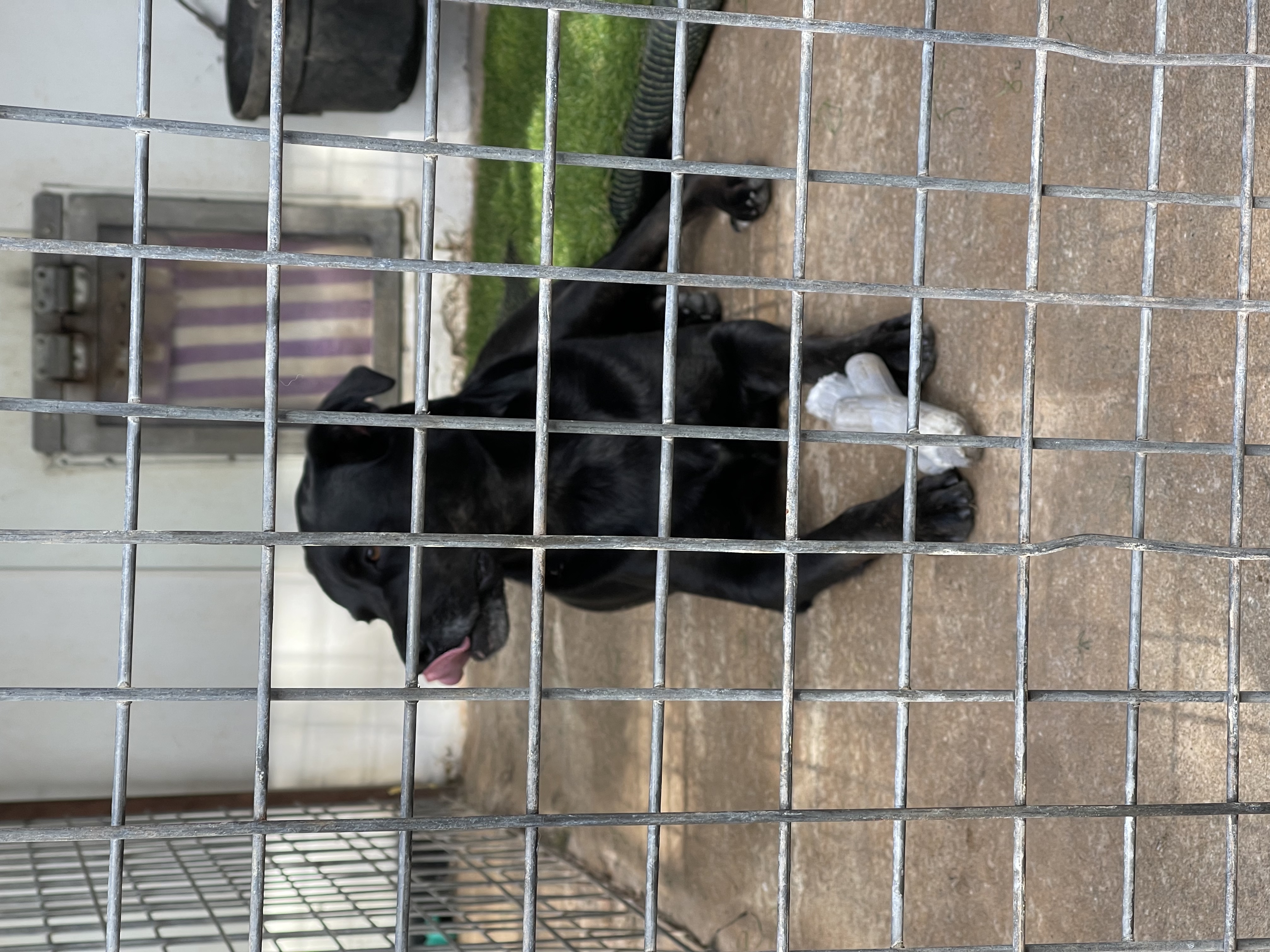 Dolly, a Adoptable mixed breed image 1/4