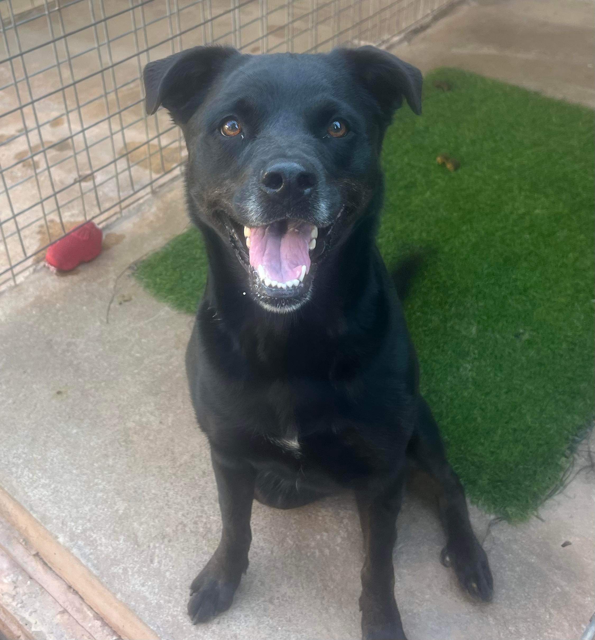 Dolly, a Adoptable mixed breed image 4/4