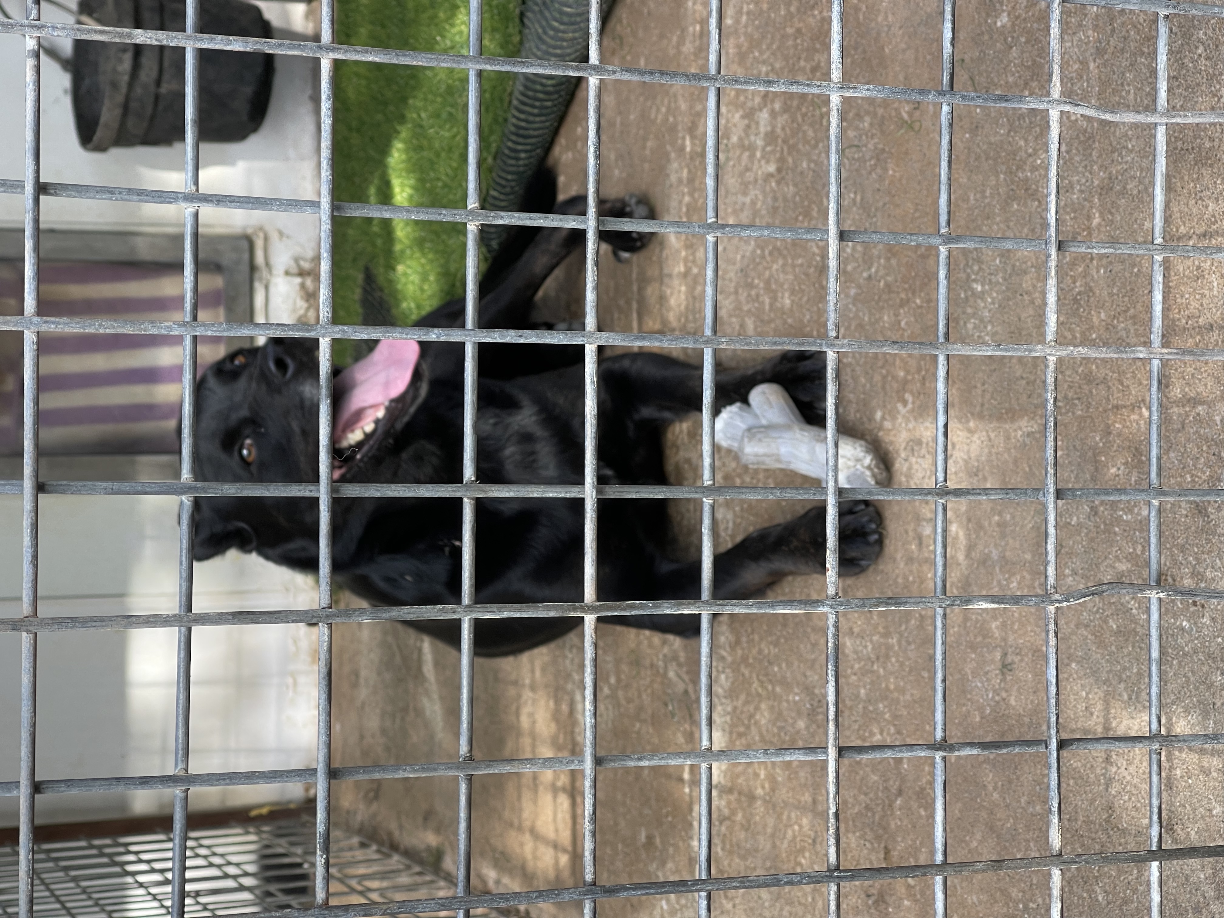 Dolly, a Adoptable mixed breed image 2/4