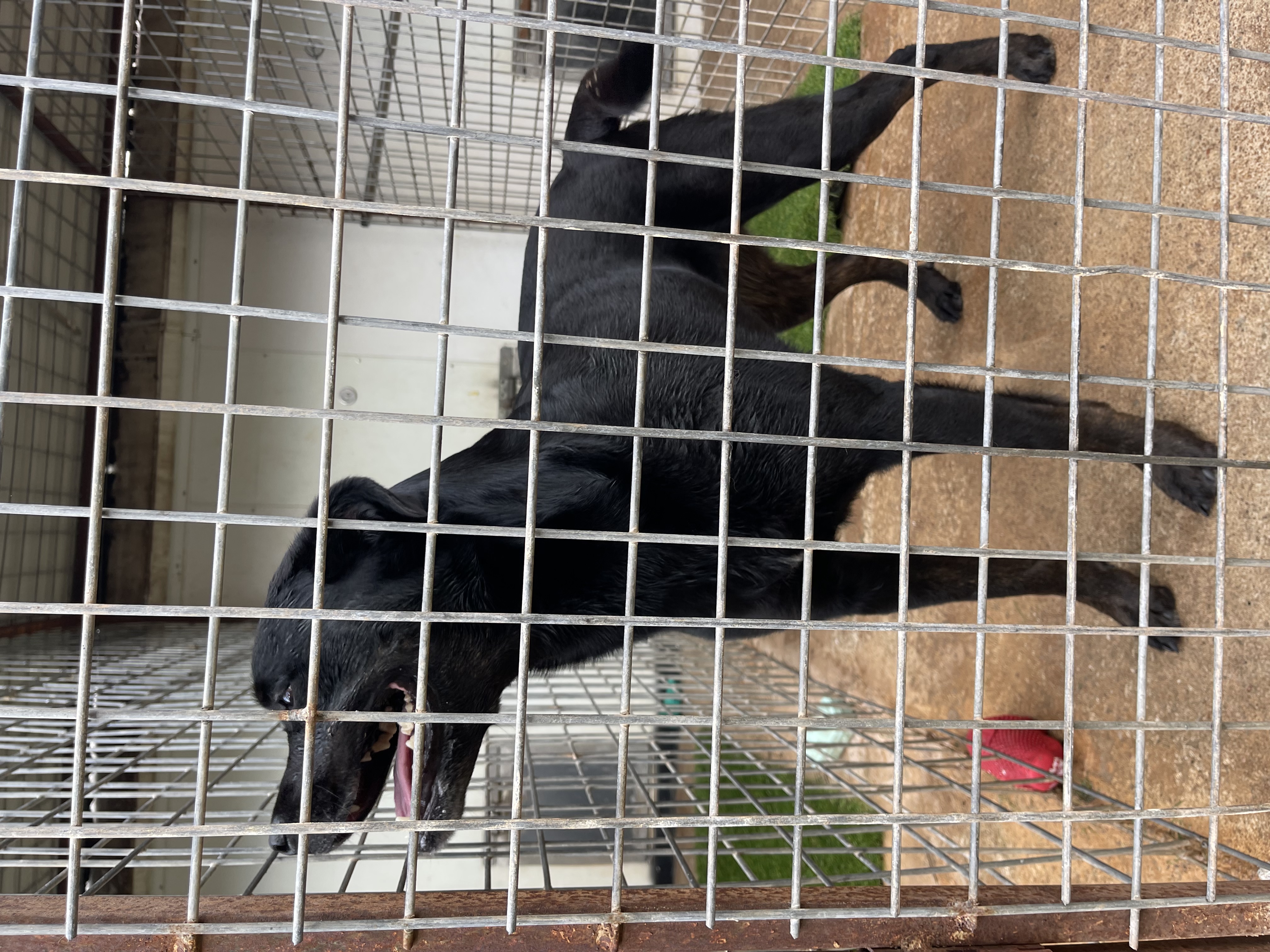 Dolly, a Adoptable mixed breed image 3/4