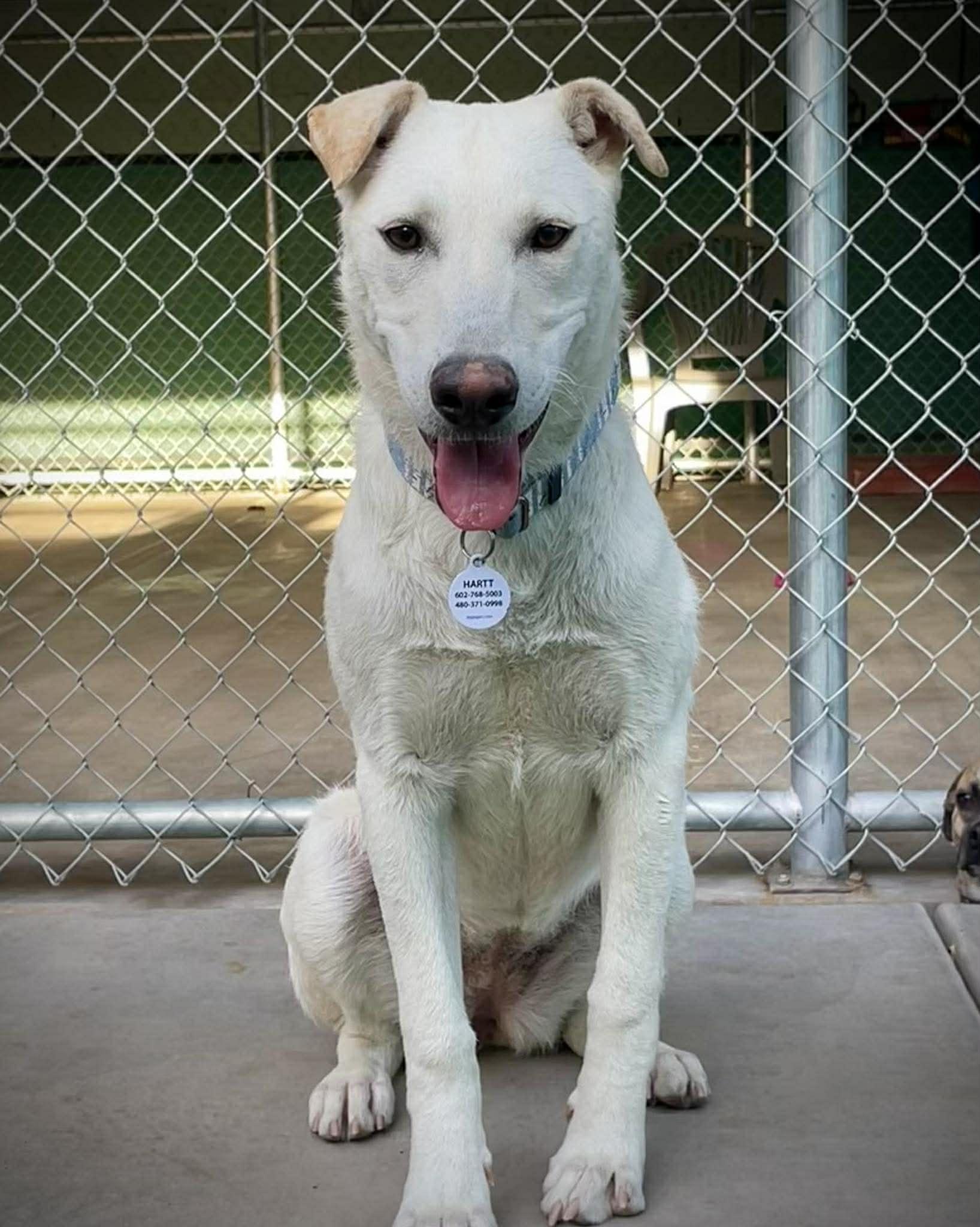 Enlarge Crystal, an adopted mixed breed in Phoenix, AZ image 1/5