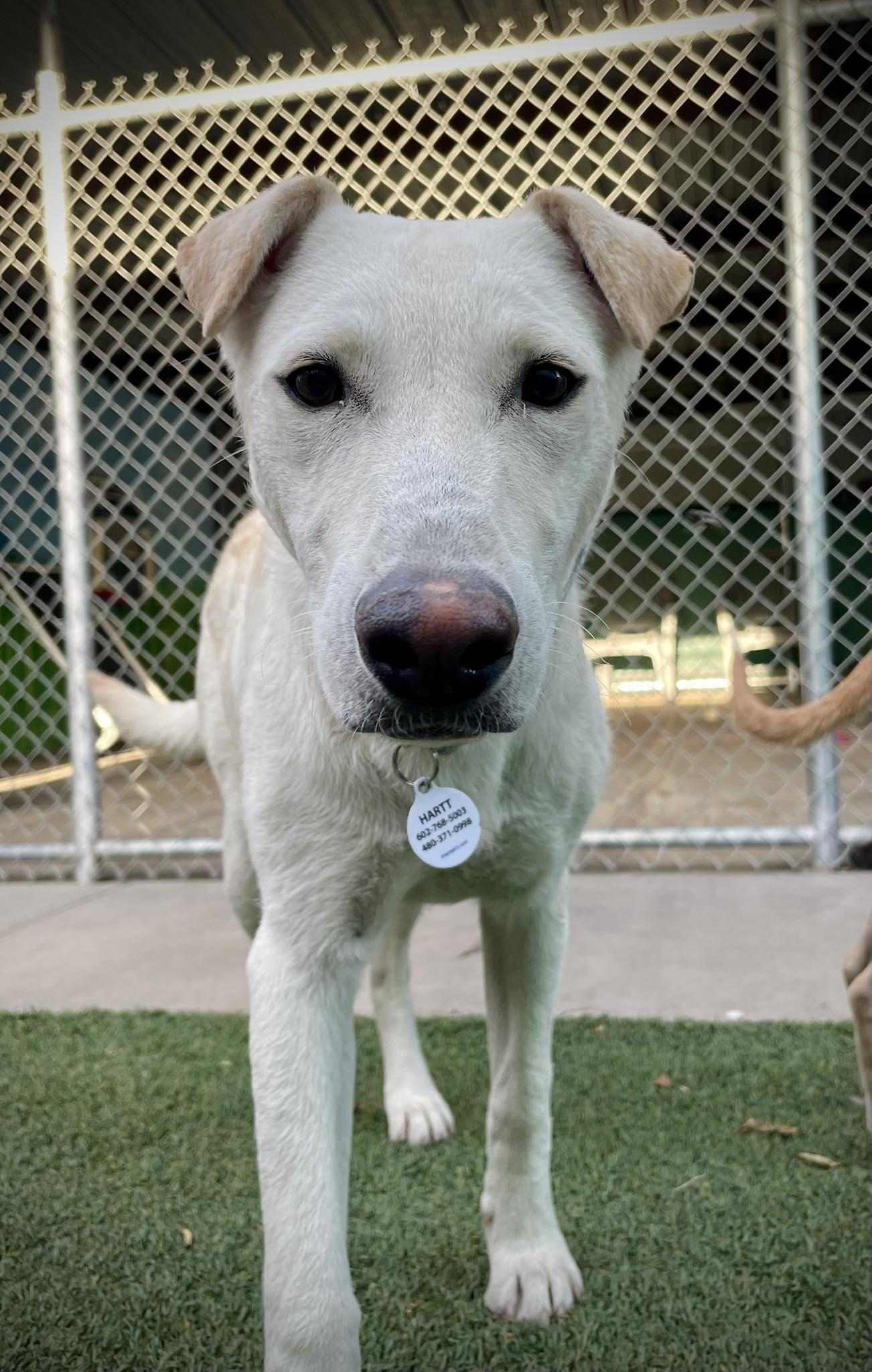 Enlarge Crystal, an adopted mixed breed in Phoenix, AZ image 4/5