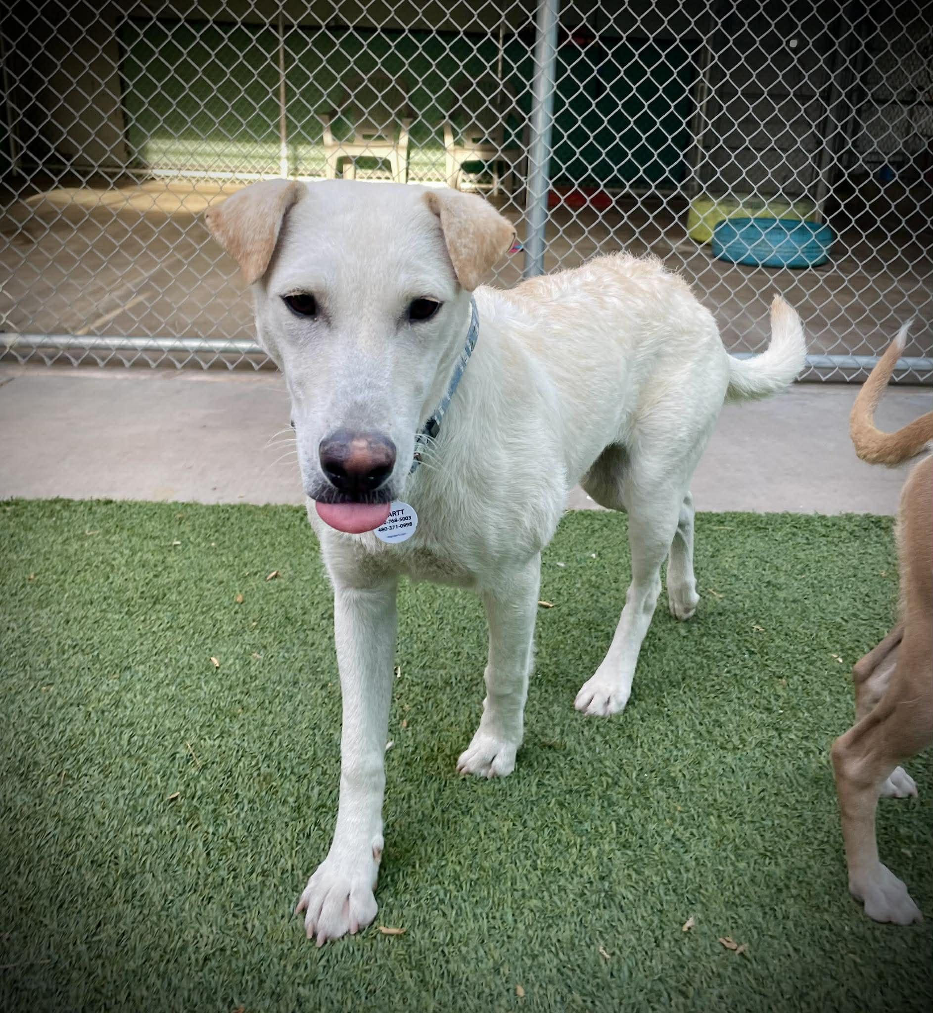 Enlarge Crystal, an adopted mixed breed in Phoenix, AZ image 5/5