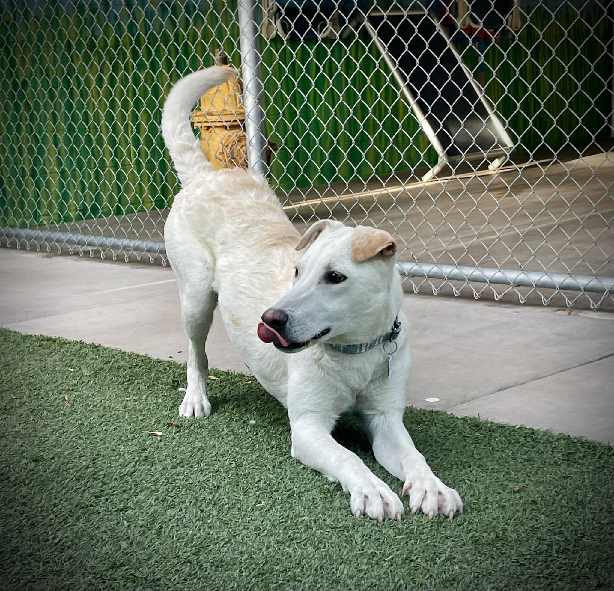 Enlarge Crystal, an adopted mixed breed in Phoenix, AZ image 2/5