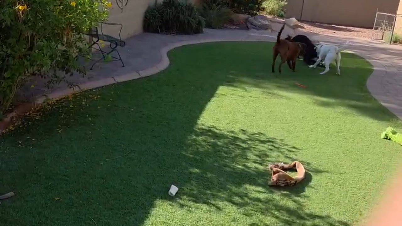 Enlarge Crystal, an adopted mixed breed in Phoenix, AZ video 3/5