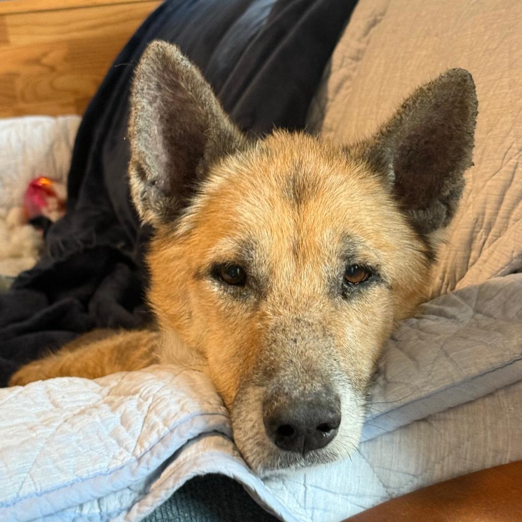Fredrick, Adoptable, Senior Male German Shepherd Dog & Mixed Breed.