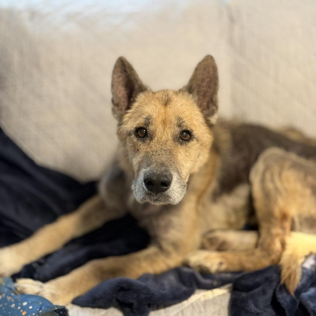 Enlarge Fredrick, a Adoptable mixed breed in Bellingham, WA image 2/2