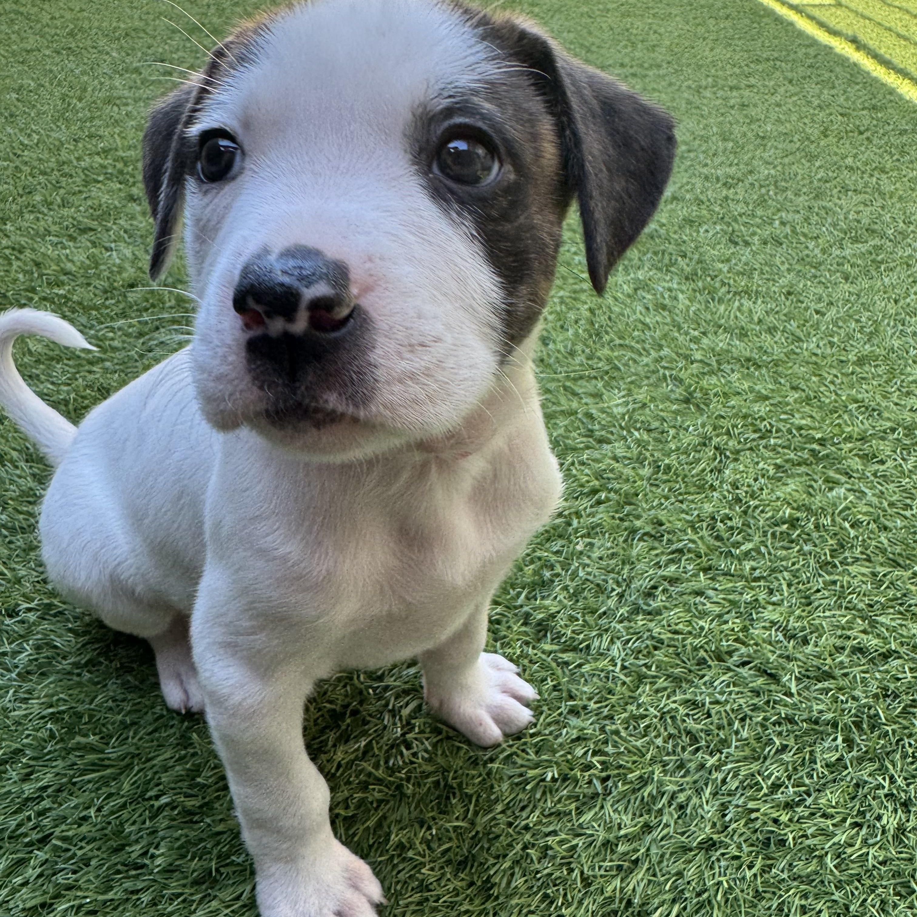 Mars, ADOPTABLE, Puppy Female Mixed Breed.