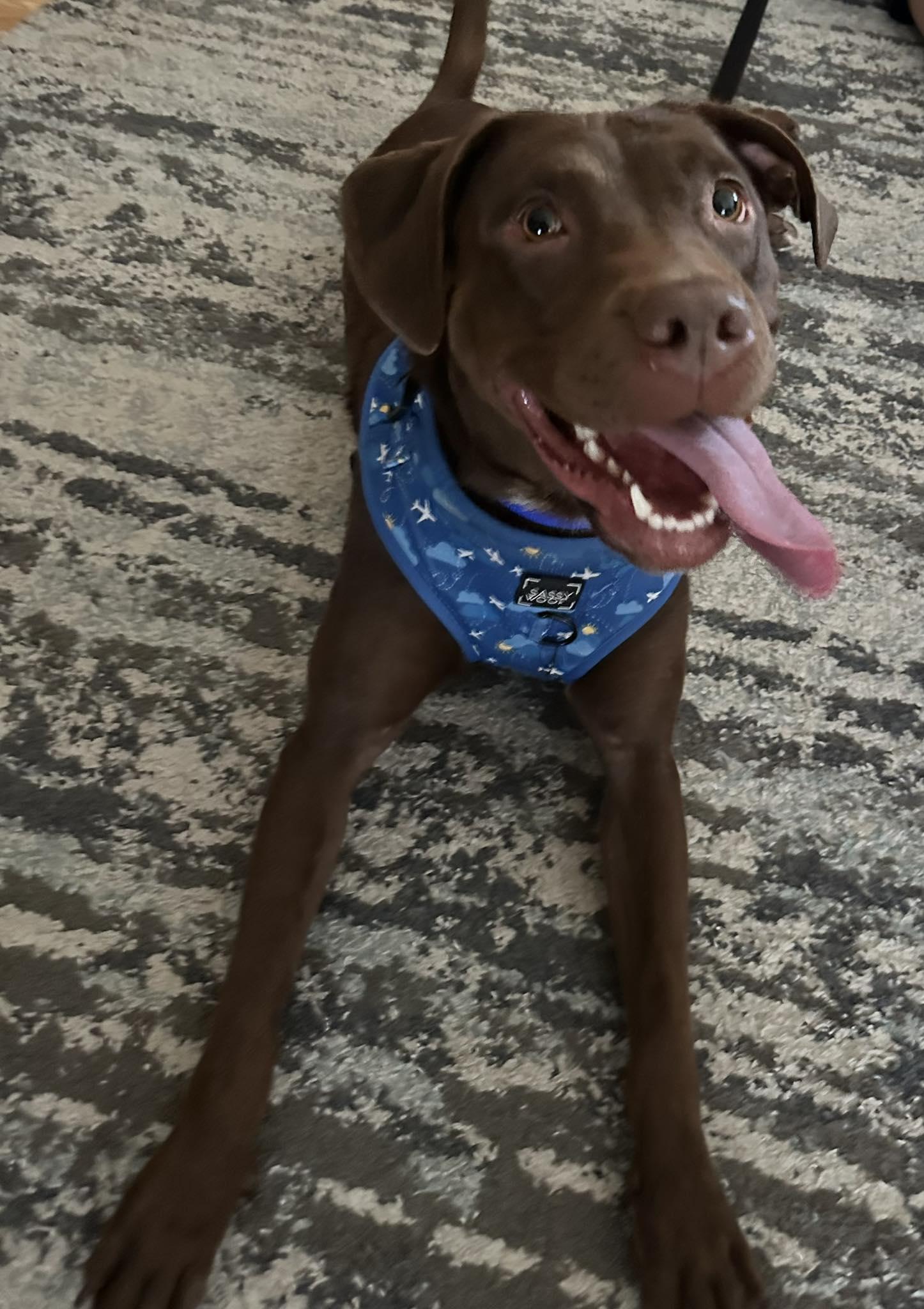 Fiesta, Adoptable, Adult Female Chocolate Labrador Retriever & Pit Bull Terrier.