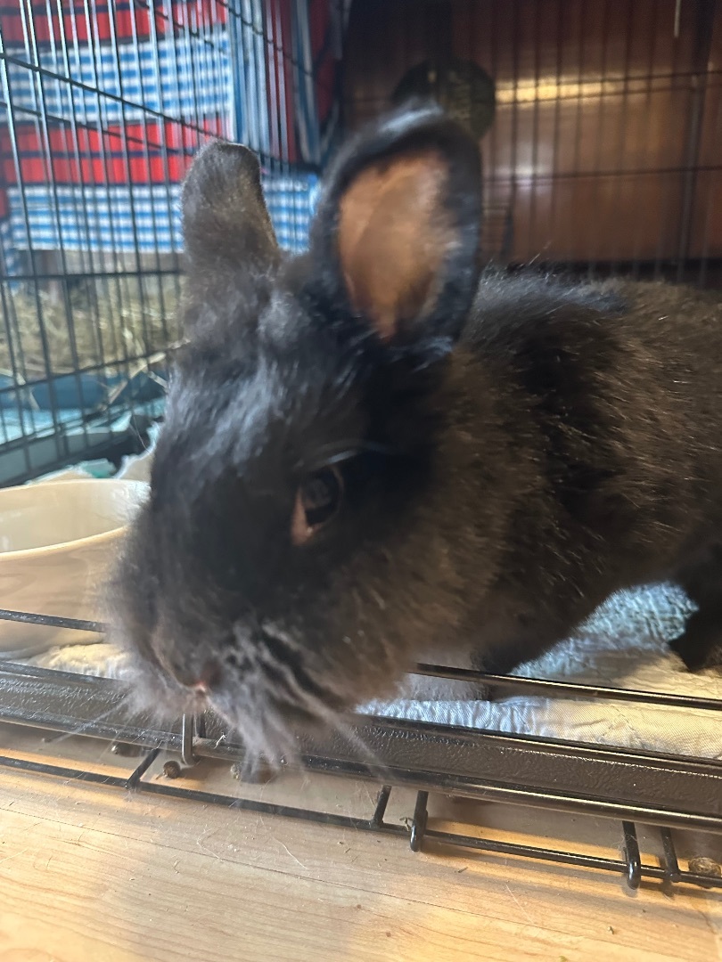 Cheyenne , a Adoptable Lionhead in Norwalk, CT image 1/4