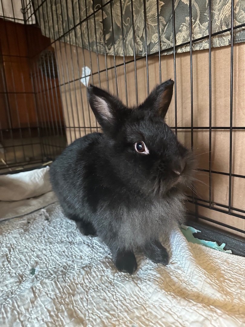 Cheyenne , a Adoptable Lionhead in Norwalk, CT image 2/4