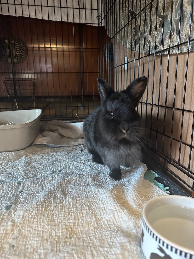 Cheyenne , a Adoptable Lionhead in Norwalk, CT image 3/4