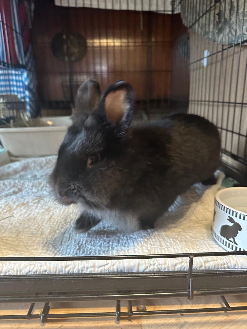 Cheyenne , a Adoptable Lionhead in Norwalk, CT image 4/4