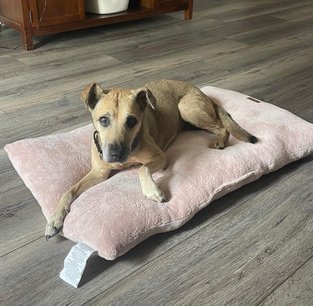 COURTESY POST Maizey, Adoptable, Adult Female Mixed Breed.