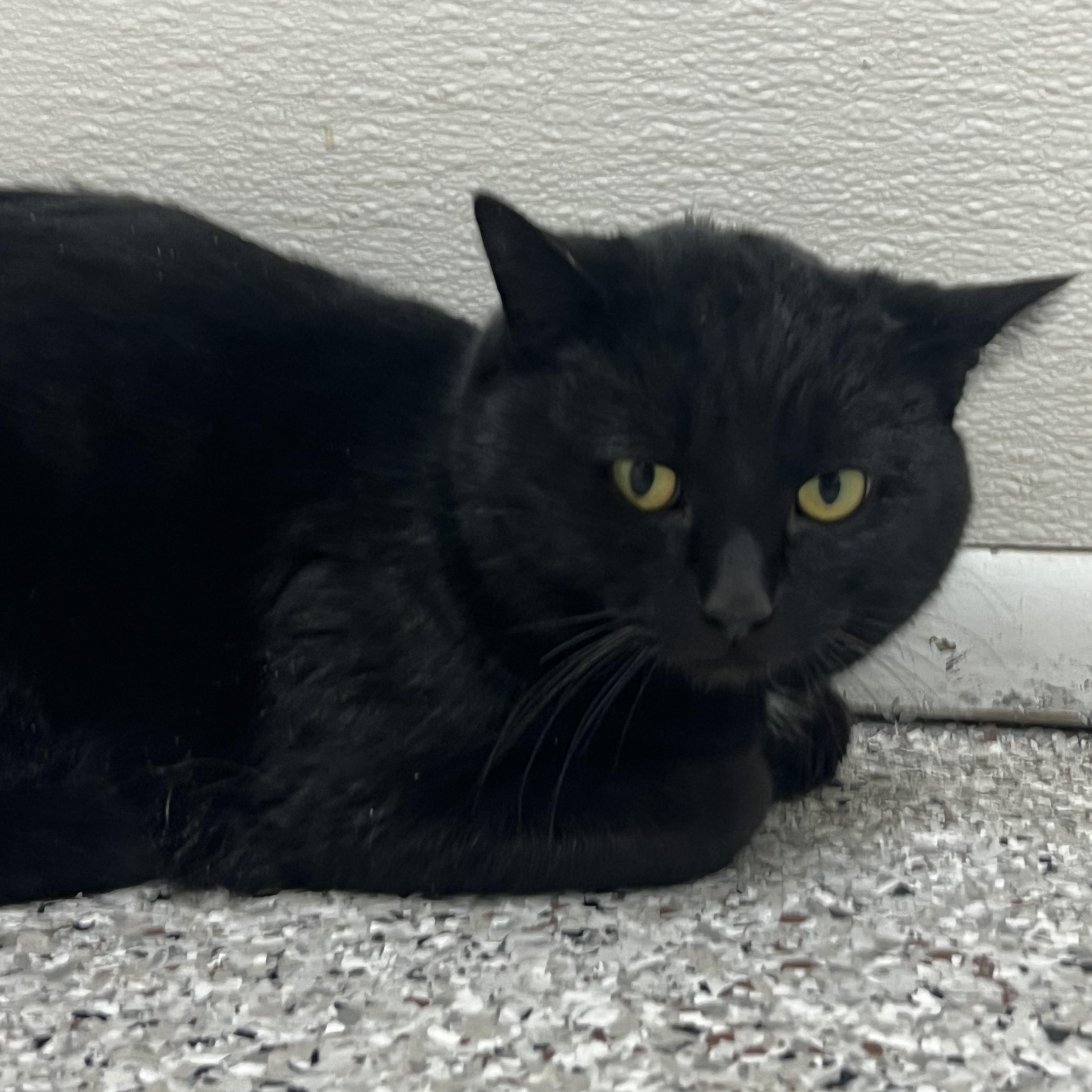 Enlarge Panther, a ADOPTABLE mixed breed in Mount Pleasant, MI image 3/3