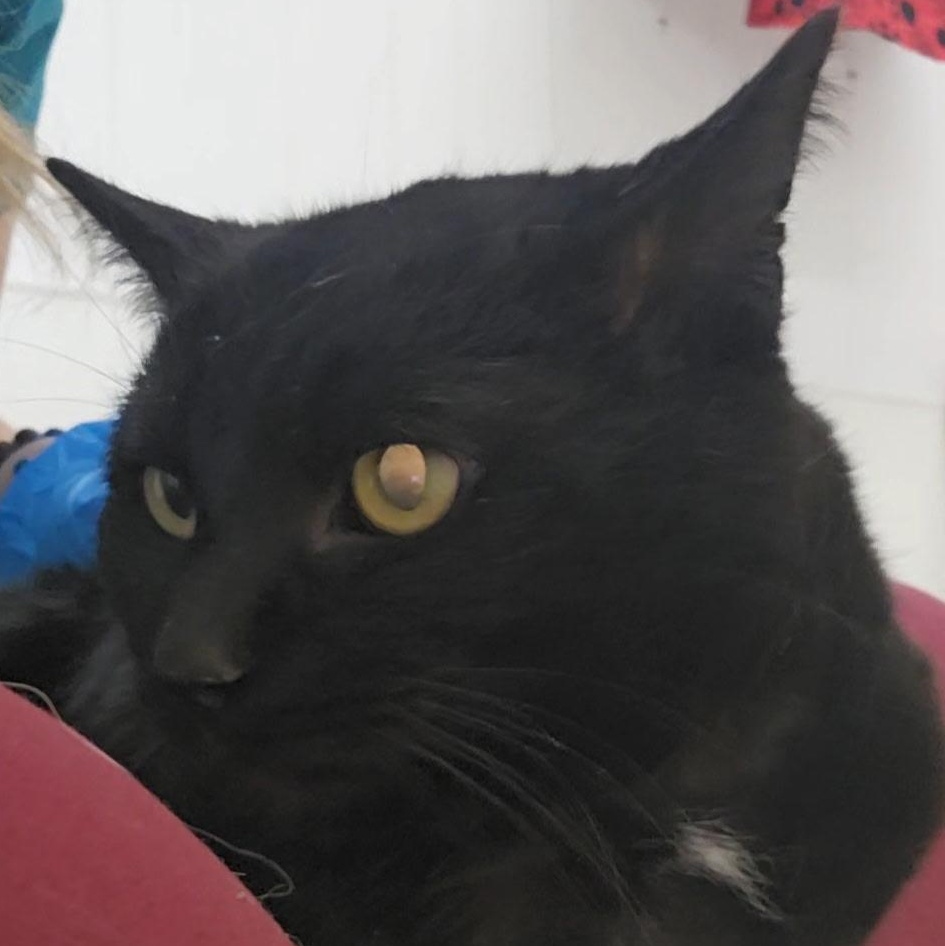 Enlarge Panther, a ADOPTABLE mixed breed in Mount Pleasant, MI image 2/3