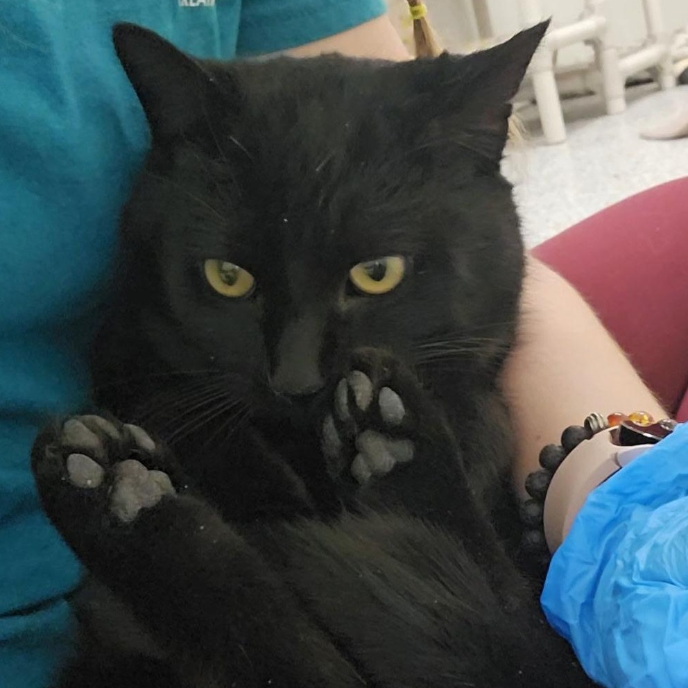 Enlarge Panther, a ADOPTABLE mixed breed in Mount Pleasant, MI image 1/3