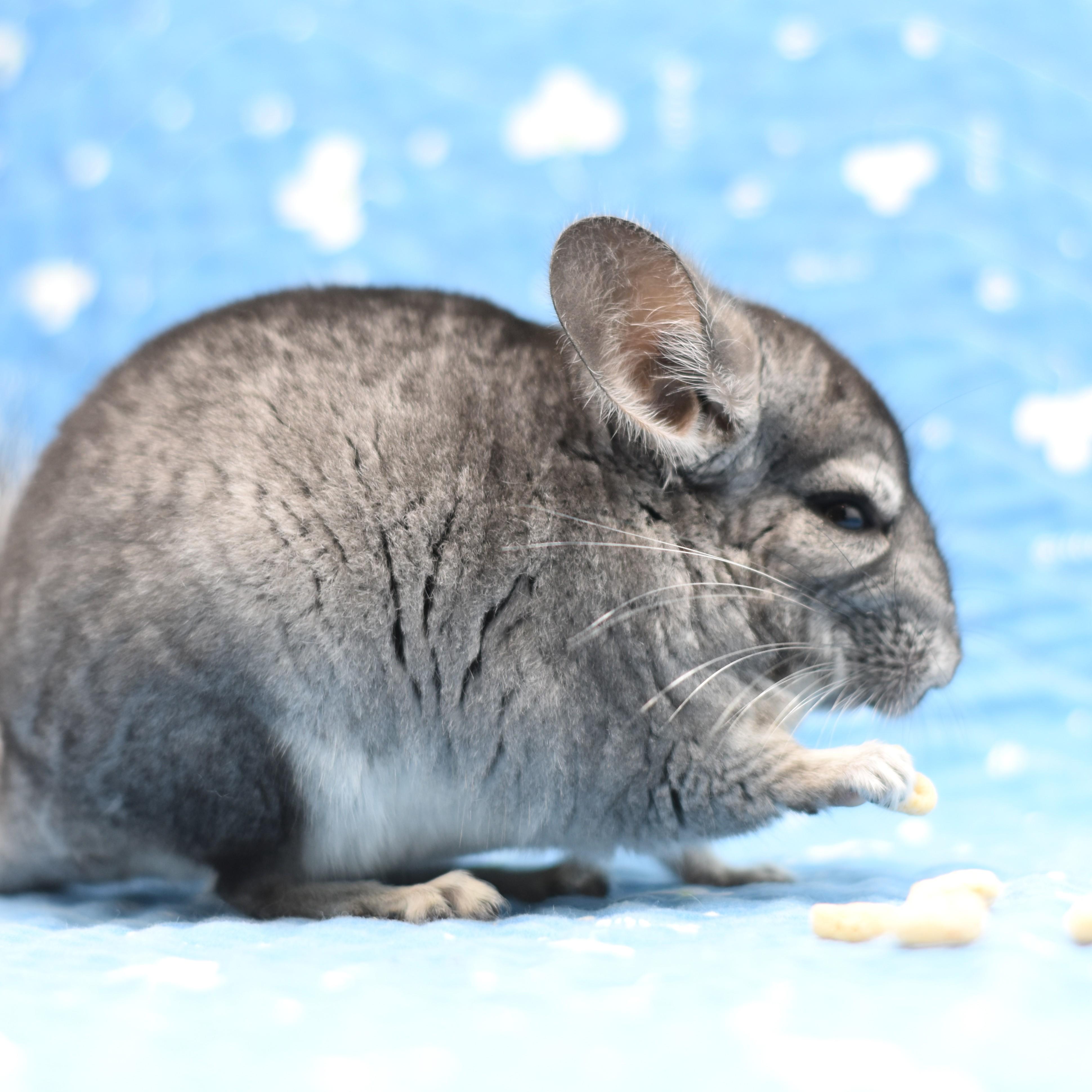 Dorian, a ADOPTABLE Chinchilla in Wolcott, IN image 3/5