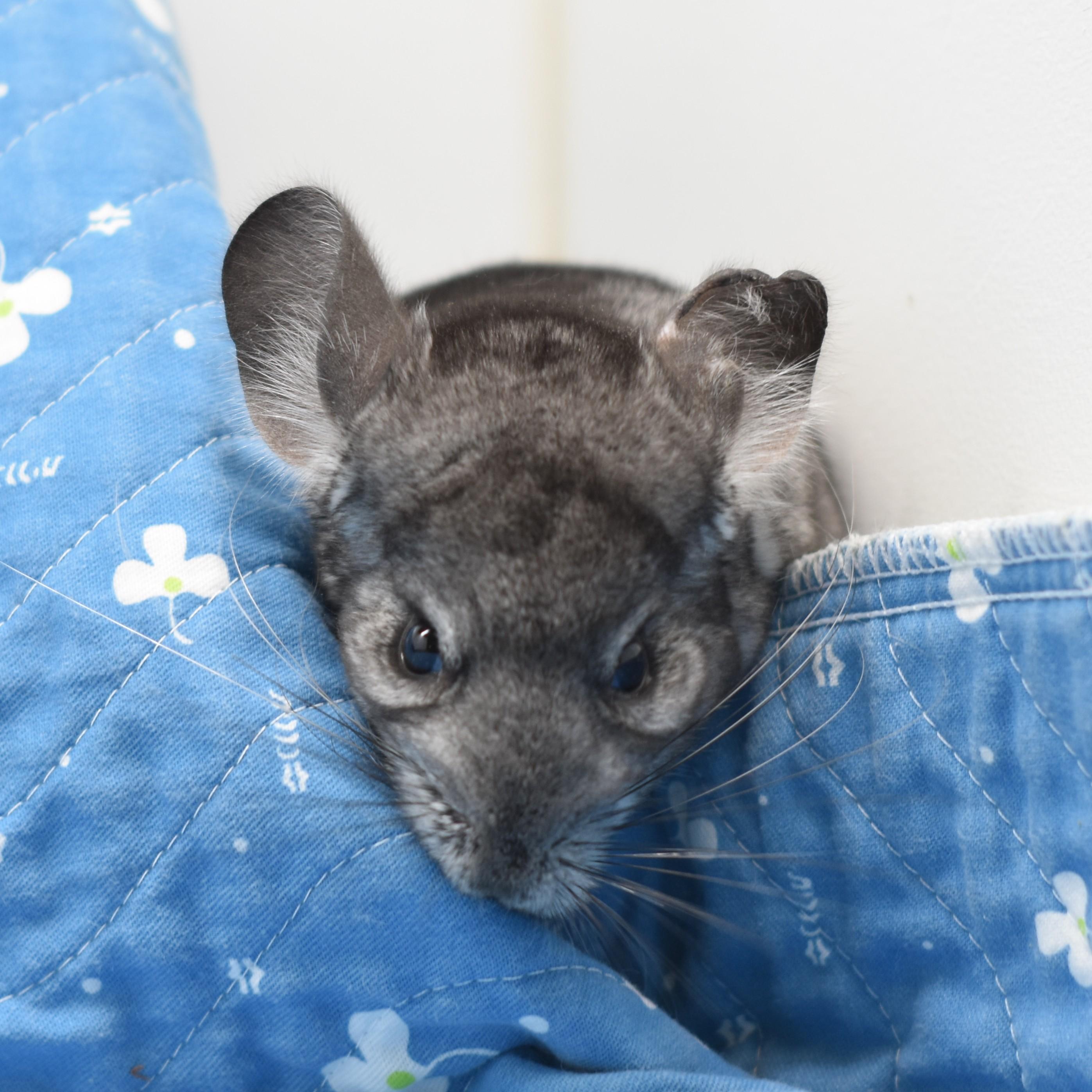 Dorian, a ADOPTABLE Chinchilla in Wolcott, IN image 5/5