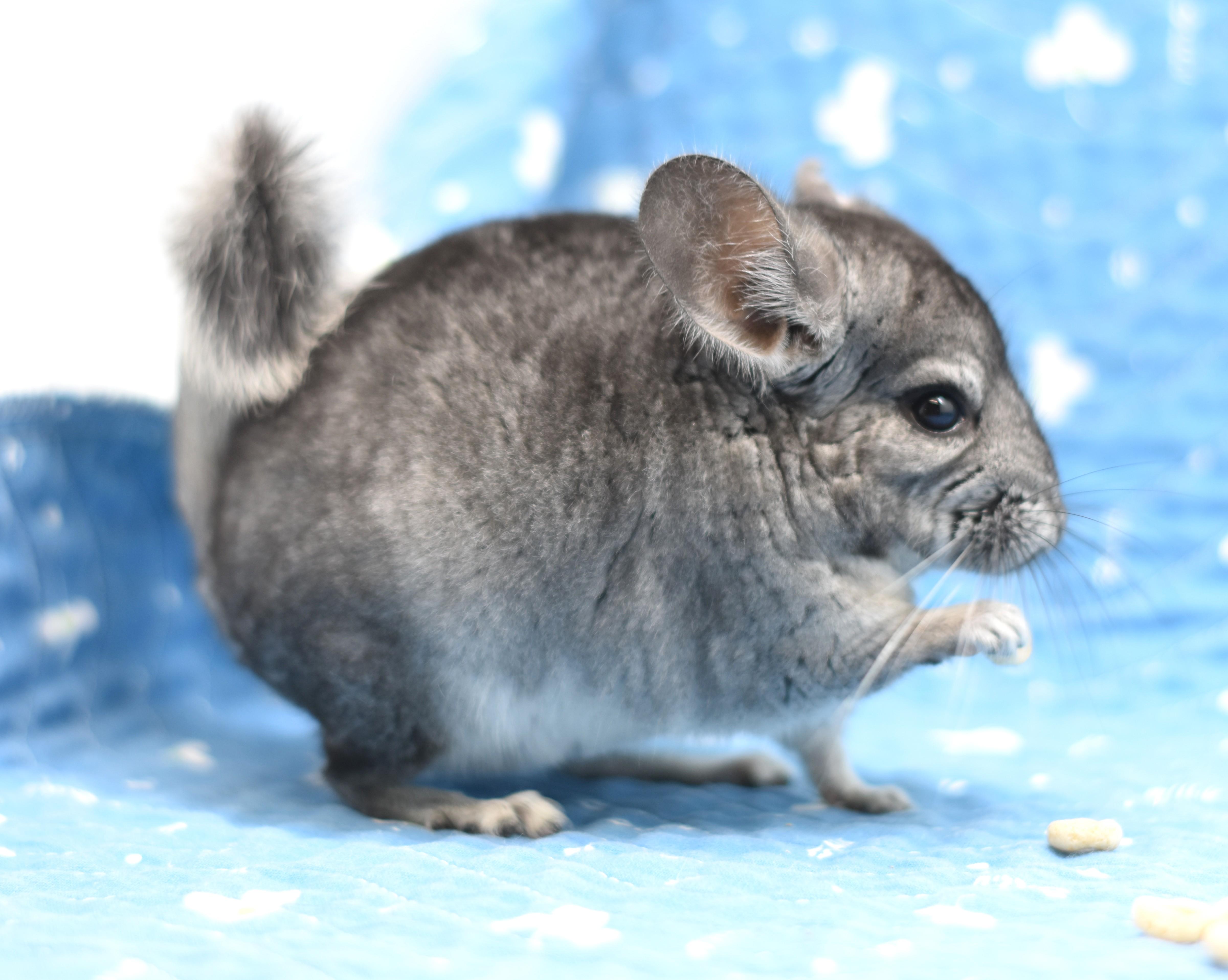 Dorian, a ADOPTABLE Chinchilla in Wolcott, IN image 4/5