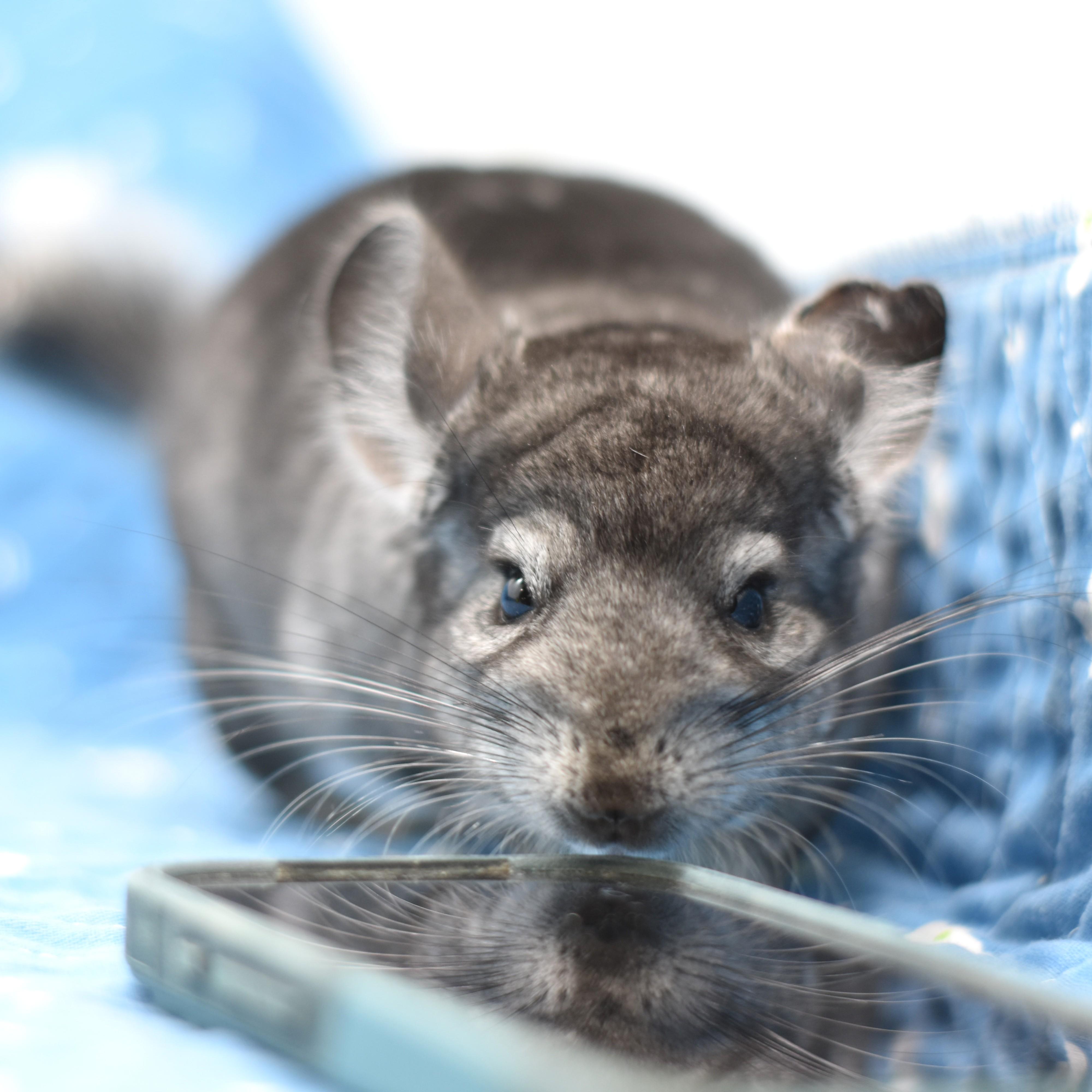Dorian, a ADOPTABLE Chinchilla in Wolcott, IN image 2/5