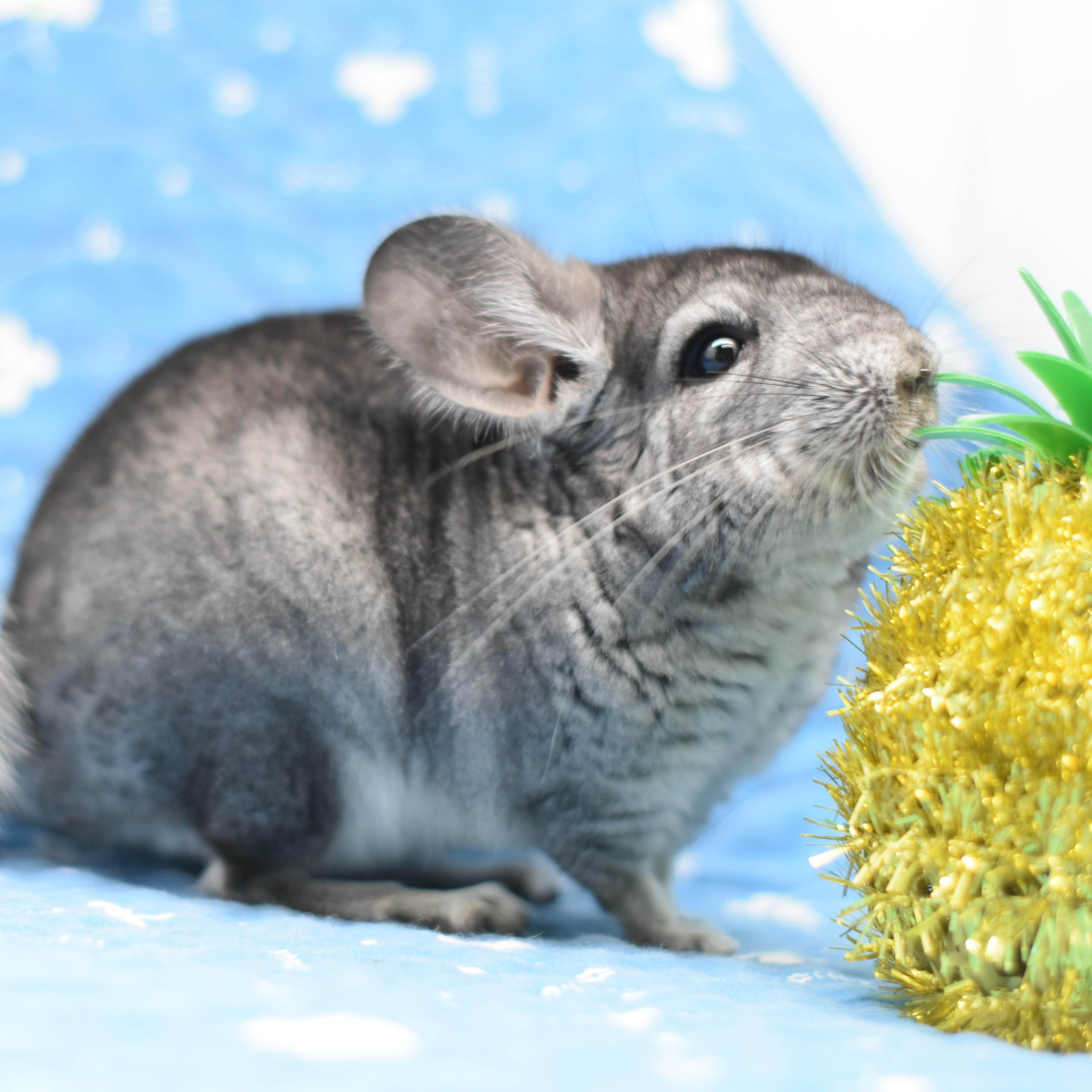 Dorian, a ADOPTABLE Chinchilla in Wolcott, IN image 1/5