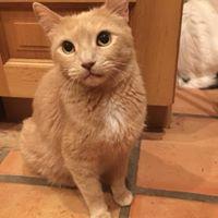 Peanut, a Adoptable Domestic Short Hair in Tucson, AZ image 4/6