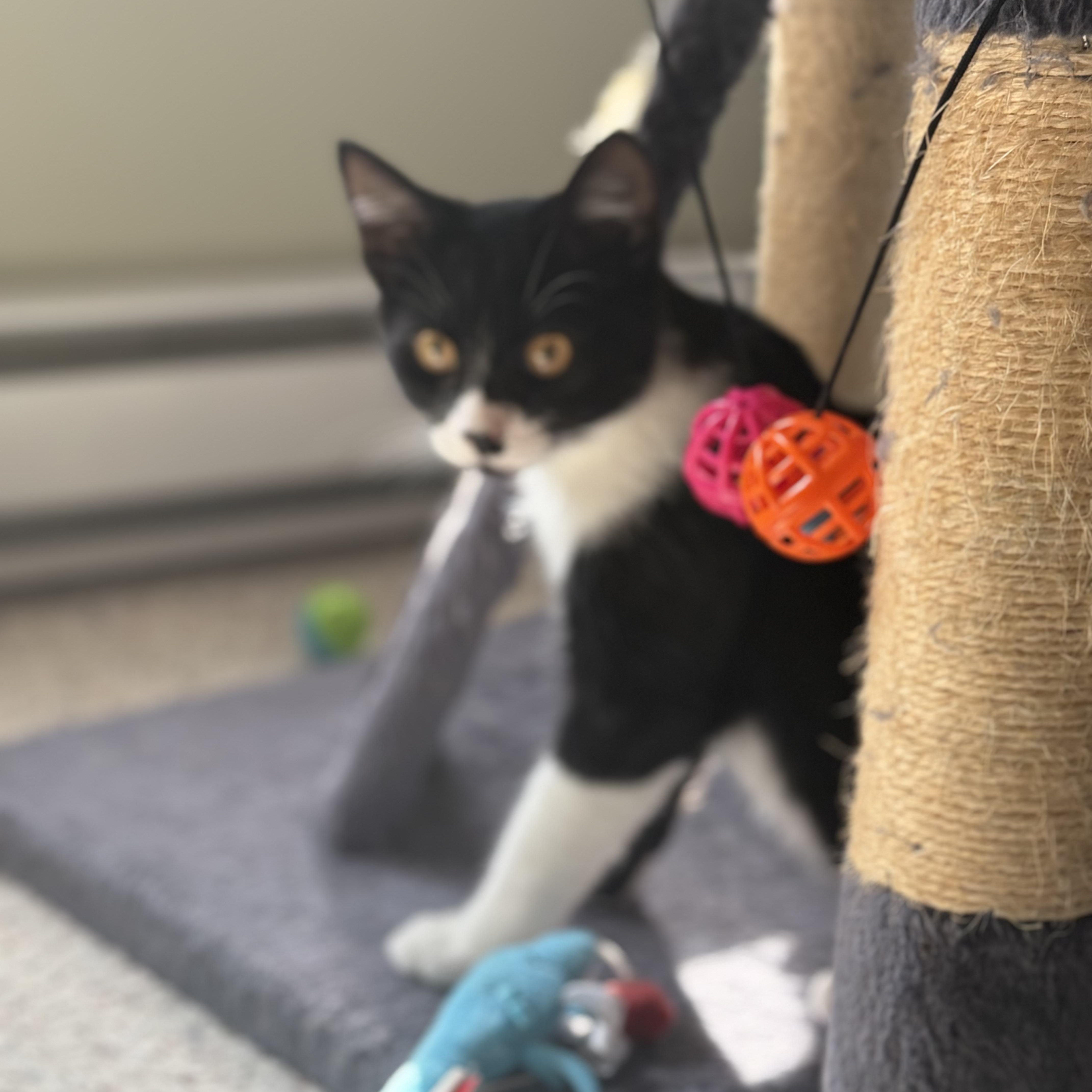 Enlarge Joey, a Adoptable Domestic Short Hair in Huntington, MA image 3/4