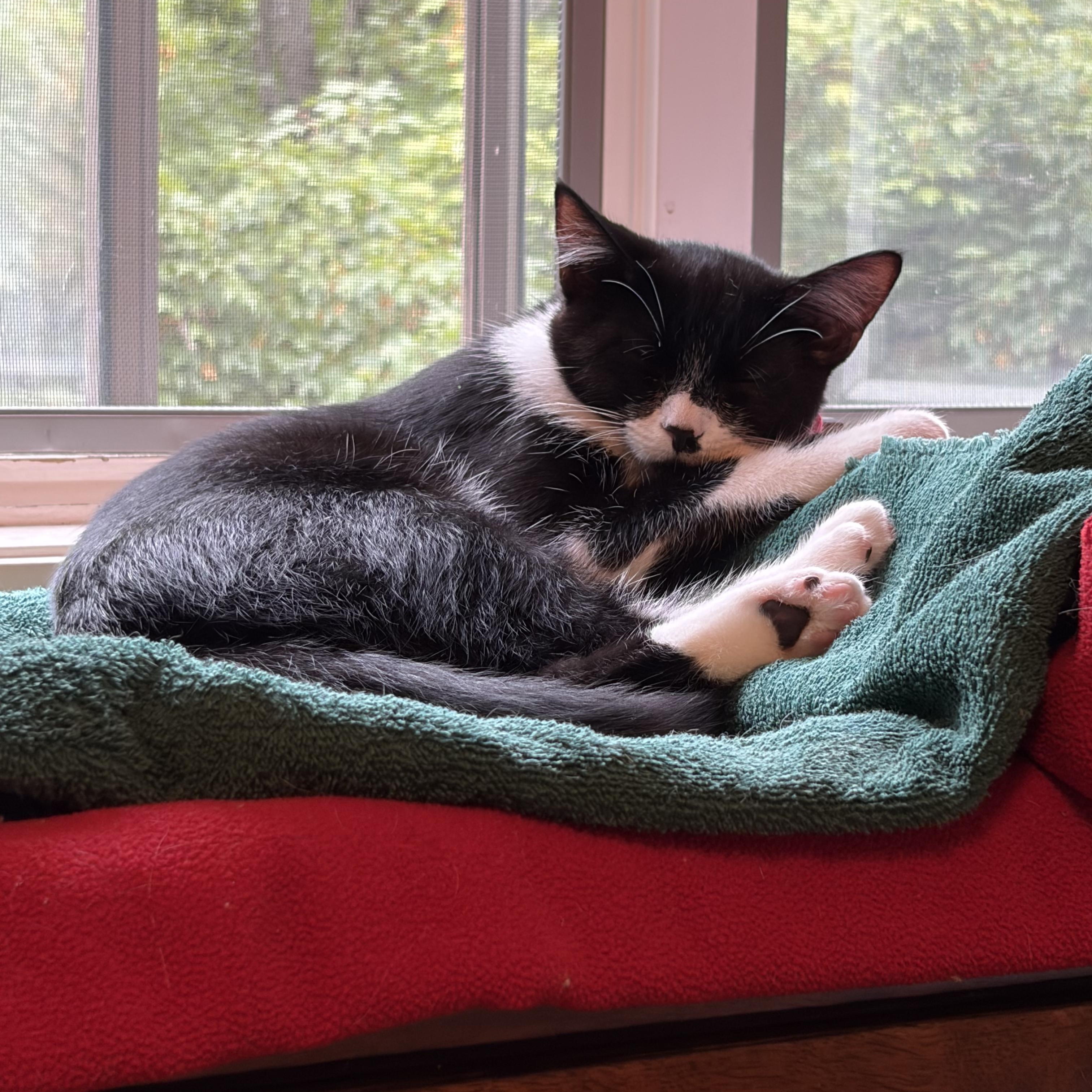 Enlarge Joey, a Adoptable Domestic Short Hair in Huntington, MA image 4/4