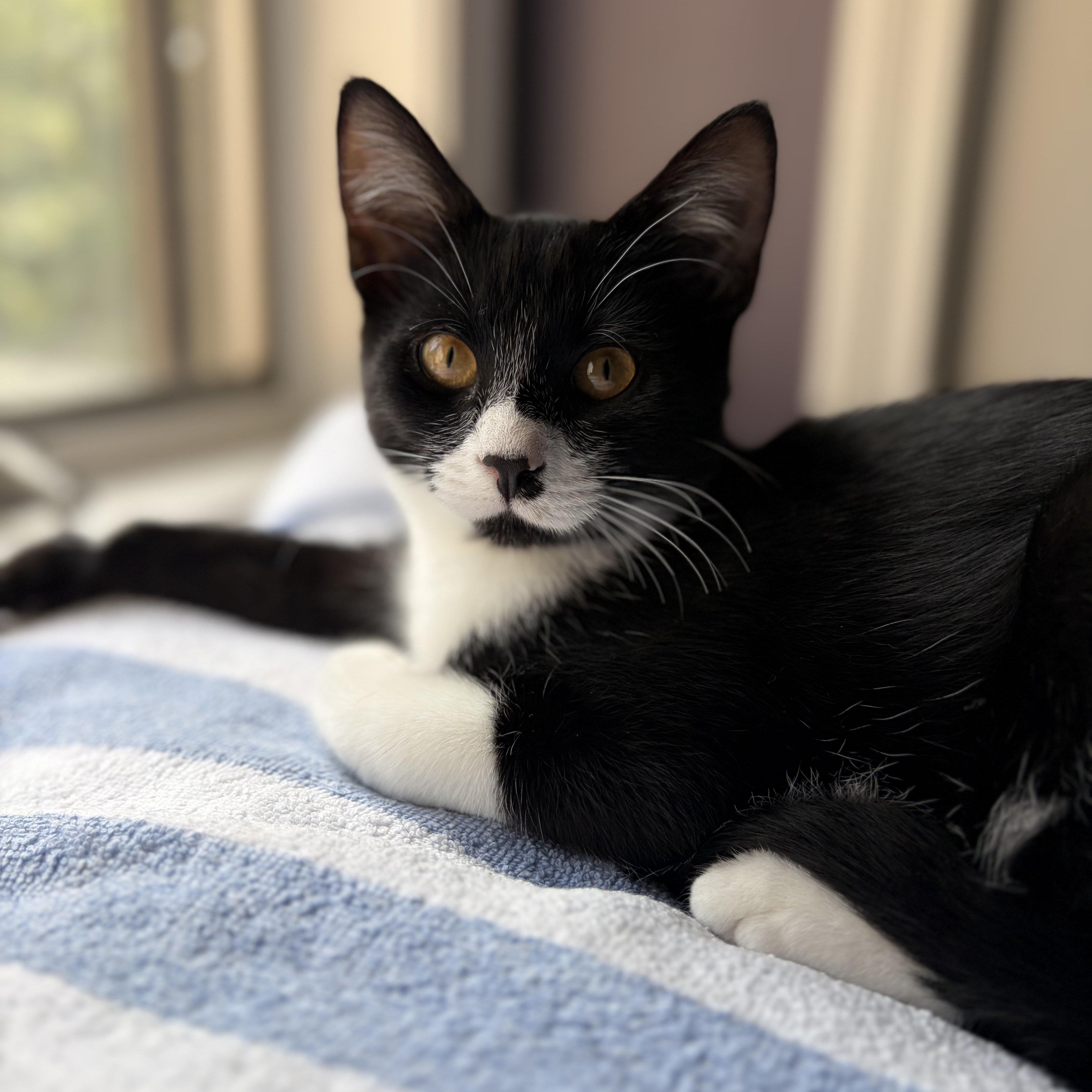 Enlarge Joey, a Adoptable Domestic Short Hair in Huntington, MA image 2/4