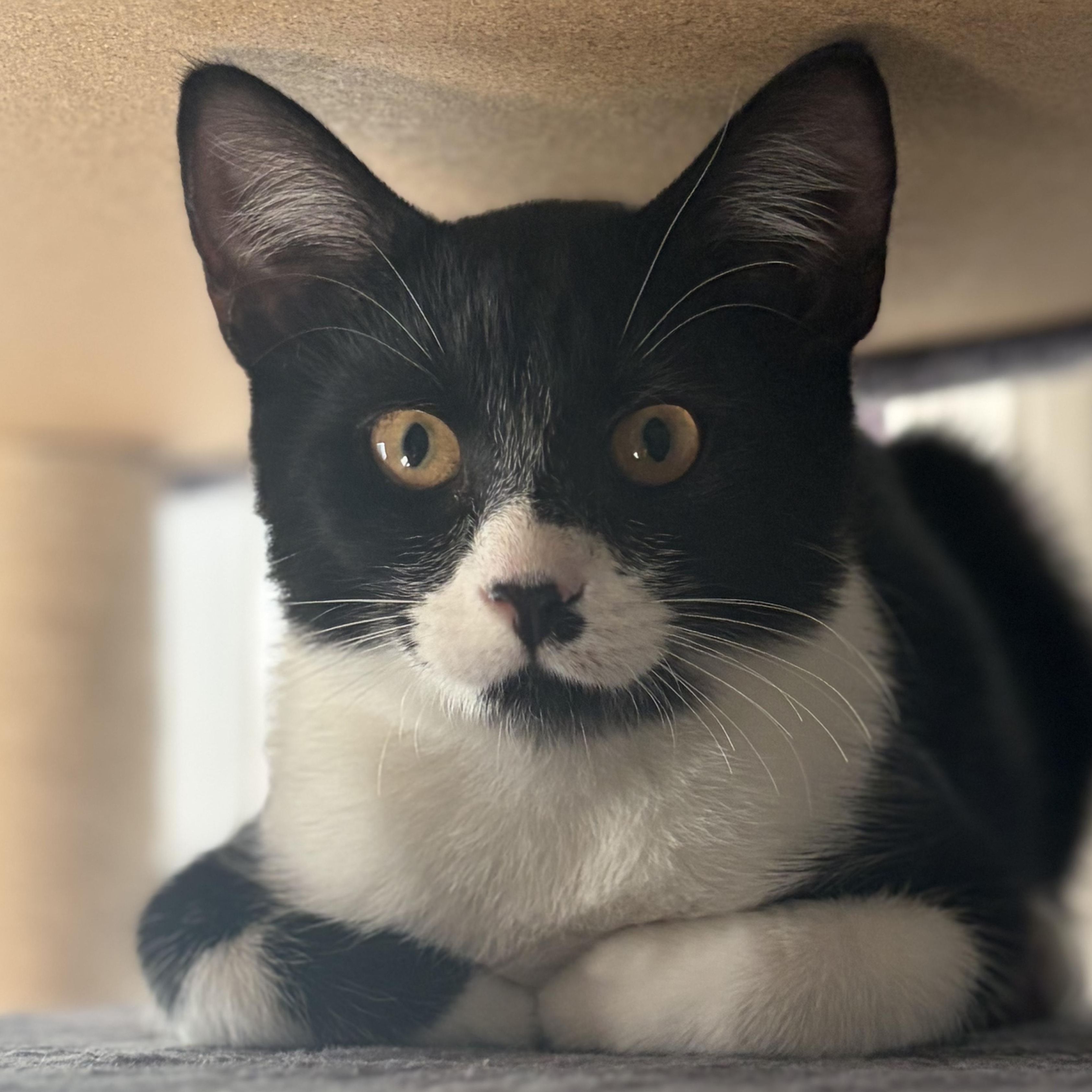 Joey, Adoptable, Kitten Male Domestic Short Hair.