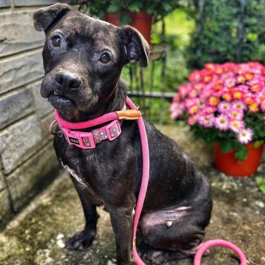 Enlarge Clara, a Adoptable mixed breed in Elizabethtown, PA image 1/5