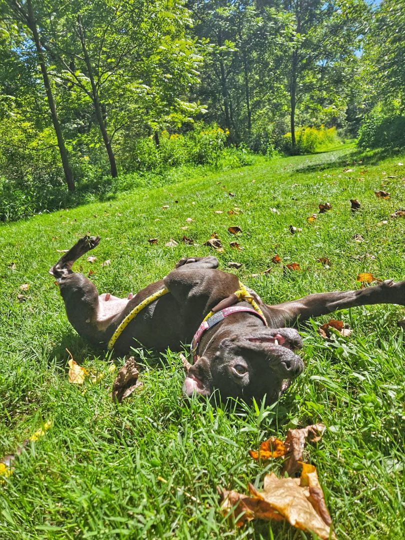 Enlarge Clara, a Adoptable mixed breed in Elizabethtown, PA image 2/5