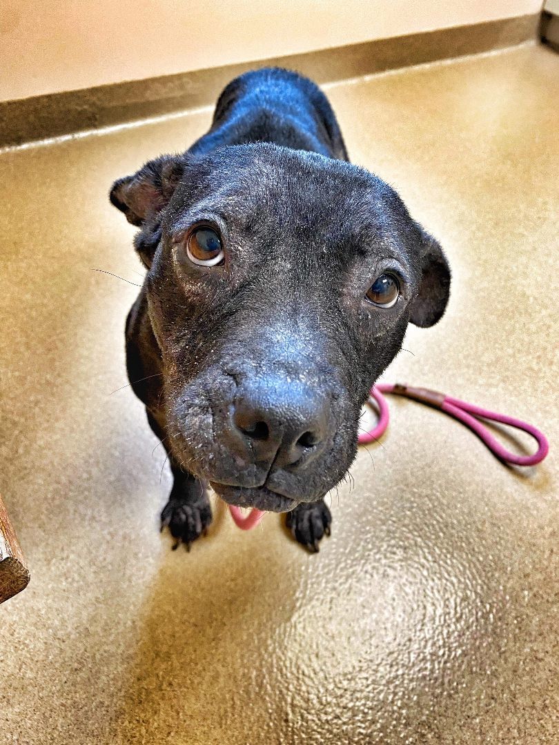 Enlarge Clara, a Adoptable mixed breed in Elizabethtown, PA image 3/5