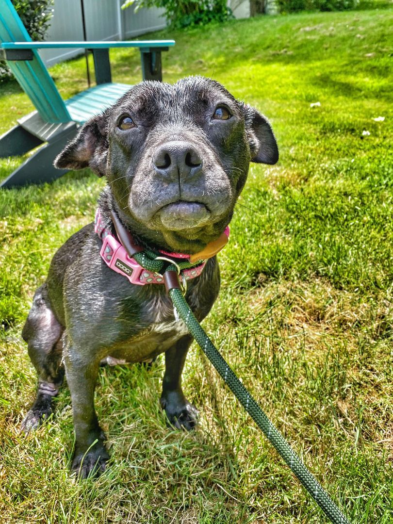 Clara, Adoptable, Senior Female Pit Bull Terrier.