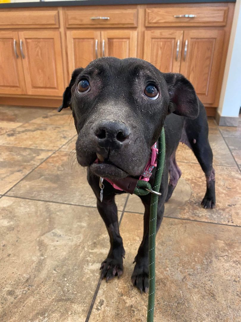 Enlarge Clara, a Adoptable mixed breed in Elizabethtown, PA image 5/5