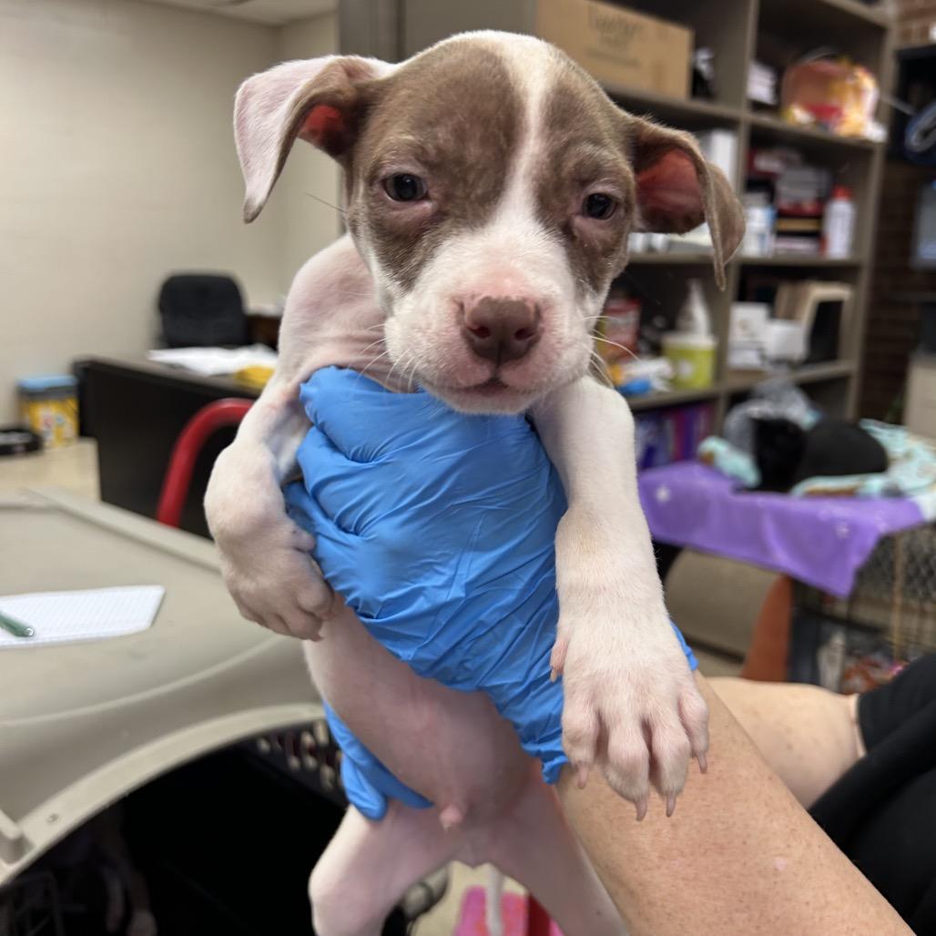 Jasper — thumbnail 2