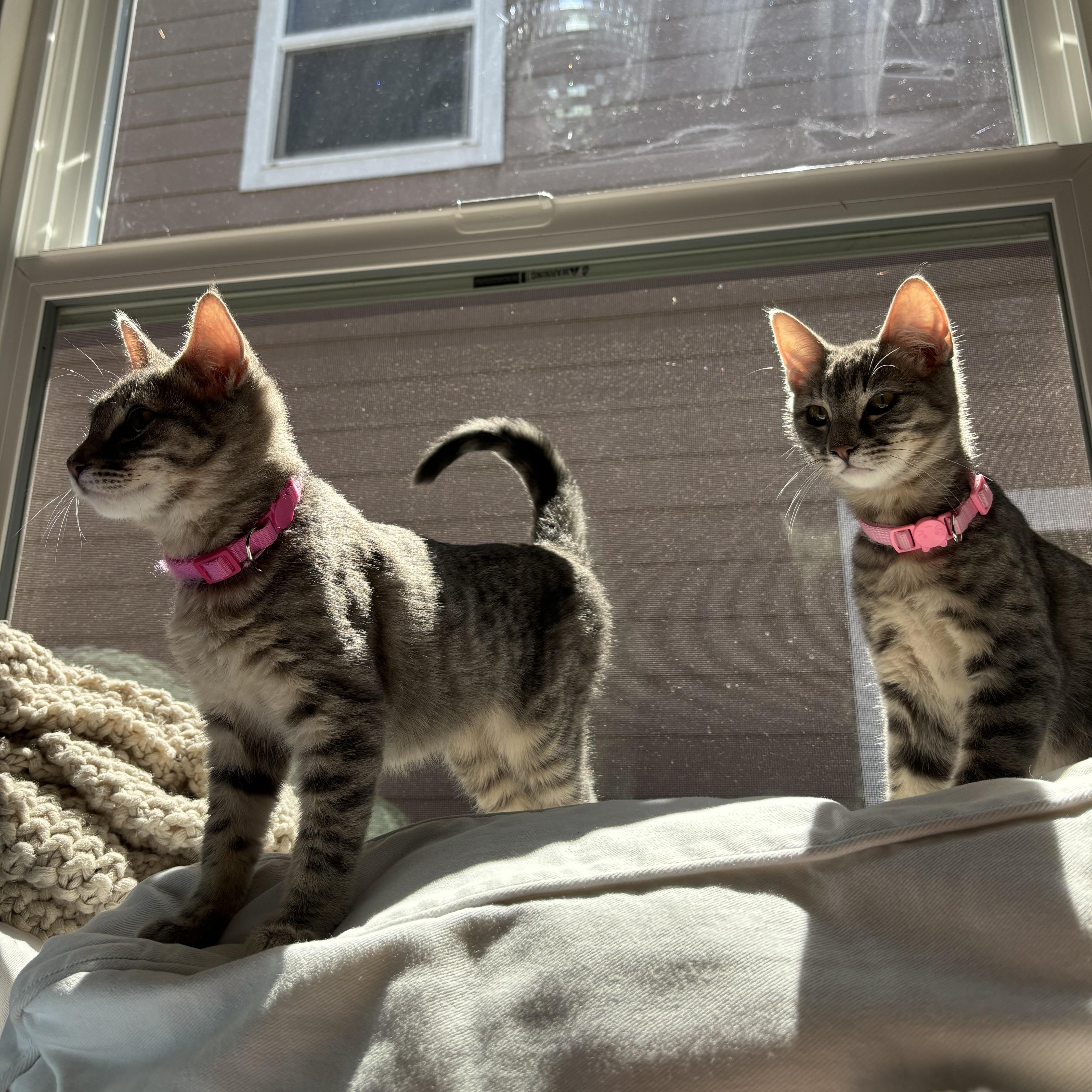 Alice & Marcy (bonded pair) photo 3